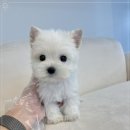 오하이독 안심분양센터 김포점 | 헬스독 인천김포점 인천 강아지분양 추천해요