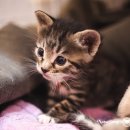 헤어볼하우스 이미지