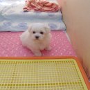 다온모드 Daum카페