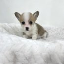 오독안심분양센터 강아지분양 고양이분양 목동점 이미지