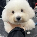 벨라루시애견미용학원