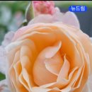 뉴드림 Daum카페