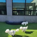 개버드 스쿨 이미지