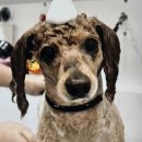 도토리 펫살롱 이미지