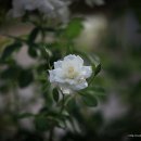 해외방 번개1. 찐방네집 뜰에핀 꽃과 과일 (Canon 5D mark2) 이미지