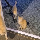 로뎀편백나무펜션 이미지