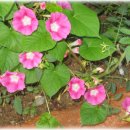 흥부네 대박터지는집 이미지