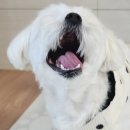 메디펫 동물병원 이미지