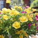 메종드씨엘 이미지