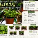 함양농협하나로마트 | 고사리과 희귀식물 코니오그램 키우기 완벽가이드 🌿함양농협하나로마트