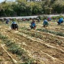 조성위탁영농 이미지