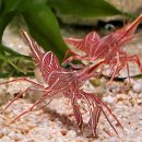 갑각류도감 - 새우류 - 꼬마새우科 - 페퍼민트새우 이미지