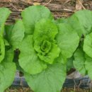 이명희농장 이미지