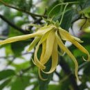 일랑일랑 이미지