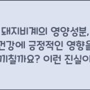 돼지와 건강 이미지