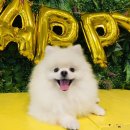 인디퍼피 이미지