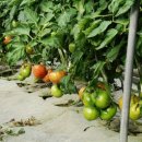 김해농장 이미지