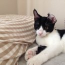 그루밍차차 이미지