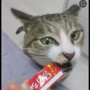 보은농장 | 카불쳐 딸기농장 체험 완료🍓