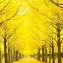 은행나무길 이미지