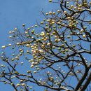 구름이 쉬는 나무 이미지