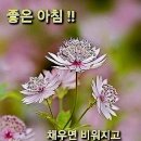 휠링 Daum카페