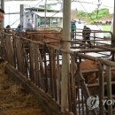 여물소 축산