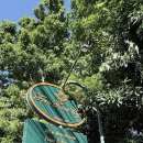 카페펀 | 태국여행 치앙마이여행 올드타운 라이브 재즈 브런치맛집 펀 포레스트 카페 솔직후기