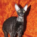 데본냥이 이미지