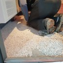 악쓰는하마 이미지