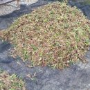 천구농장 이미지