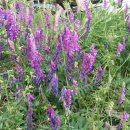 청고을농장 이미지