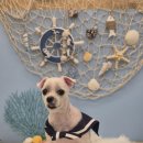 마마스미독 강아지분양 대전점 | 마마스미독 대전점! 우리 집 반려견 사랑이 애견 미용 후기 (반려동물 분양)! 믿고 맡길 수 있는 곳~~