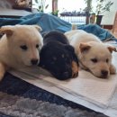 자담솔농원 이미지