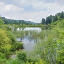 잣나무향기 이미지