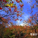 1514호 Daum카페