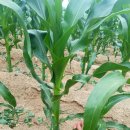 옥수농장 이미지