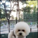 진접애견미용 이미지