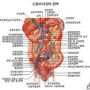 숫자로 본 인체의 신비 이미지