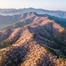 2307 | 금산 보곡산골 산벚꽃, 벚꽃이 산 전체에 핀다고요? 야생 산벚꽃 명소 실화