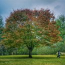 시그마24편의점 | 은행나무 명소 강천섬 유원지 당일 가을 여행