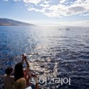 섬고래 이미지