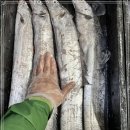 4월 29일(월) 목포는항구다 생선카페 판매생선 [ "추천" 파갈치( 대 ~ 특대 ), 민어 ] 이미지