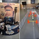 빛나개 애견 유치원 | 두리몽실 강아지유치원 &amp; 호텔 방문 전, 영등포애견호텔 현실 조언