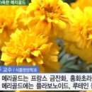 메리골드 이미지