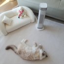 가정용 온풍기, 음성인식 한경희 전기히터 후기