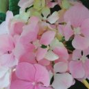 꽃담케이크 이미지