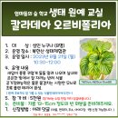 8.21(월)엄마숲학교 생태원예교실(칼라데아 오르비폴리아)_오전10시30분_성인 대상 이미지