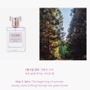 썸머포레스트 | 505 썸머 제주 포레스트 오드퍼퓸 후기 | 여름에 손이 자주 가는 우디 향수