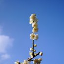 천지연 폭포 이미지